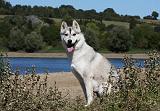 SIBERIAN HUSKY 644